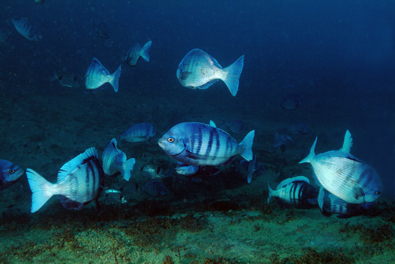 Continua la riproduzione di Spondyliosoma cantharus